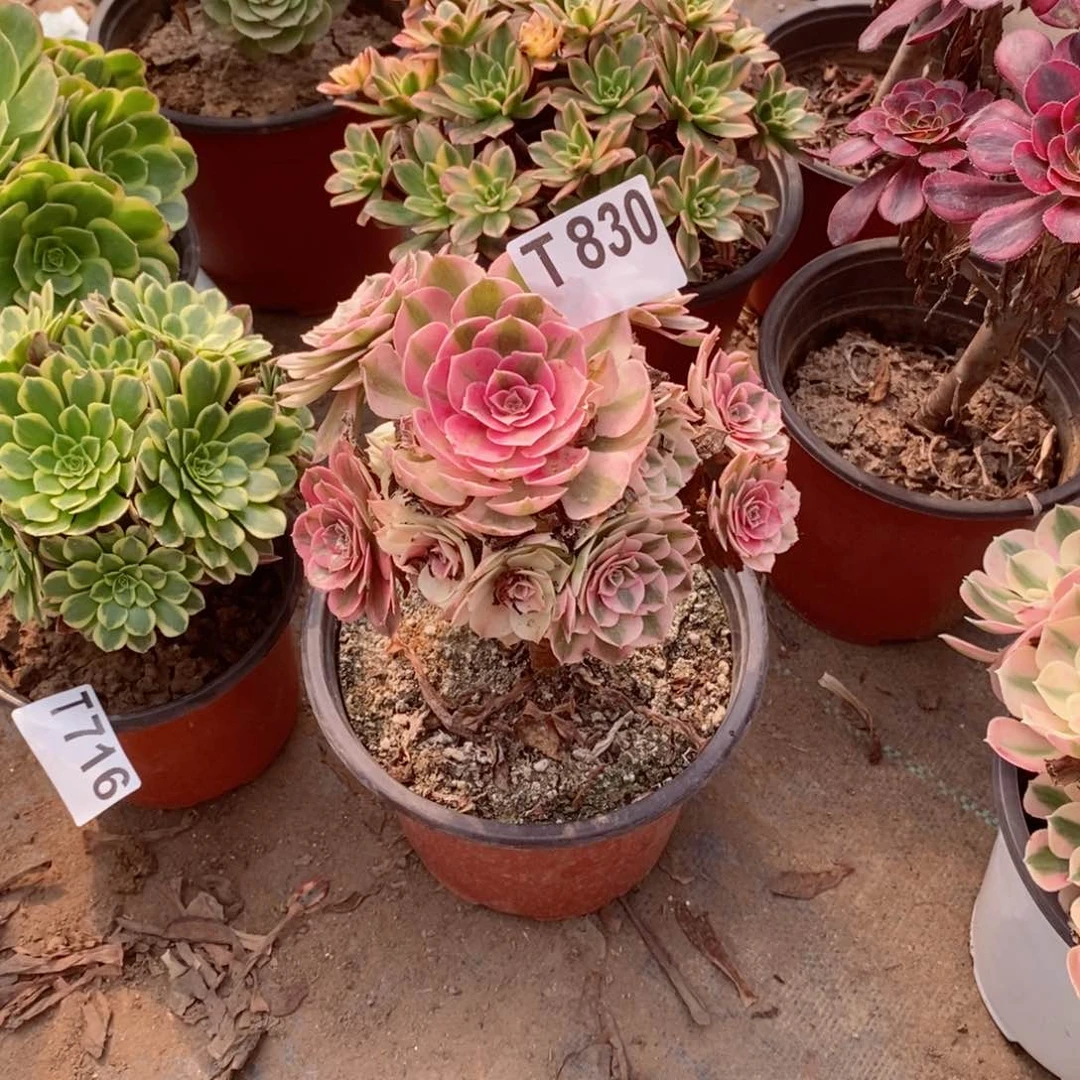 青城多肉法师830