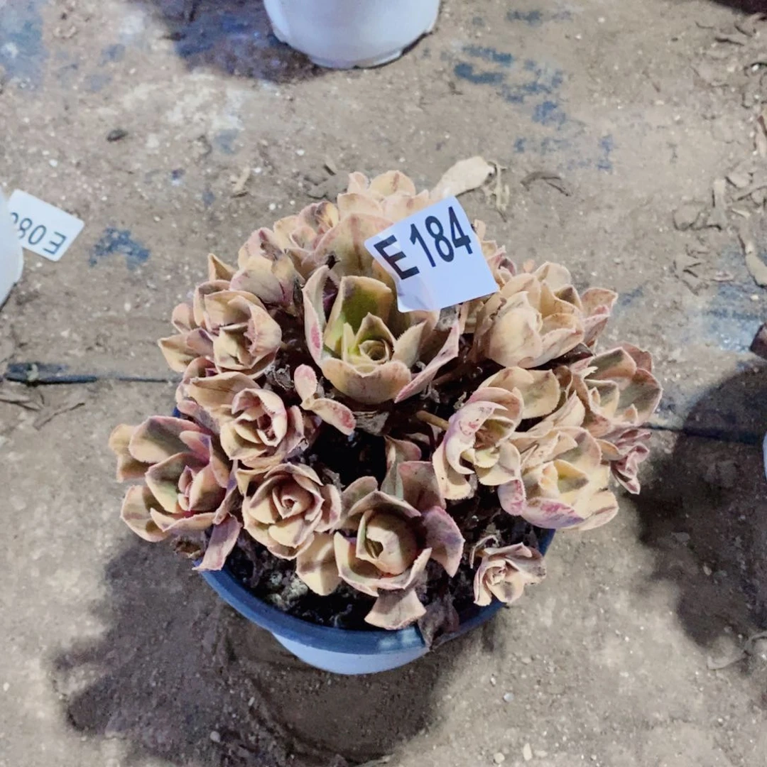 青花瓷多肉法师184