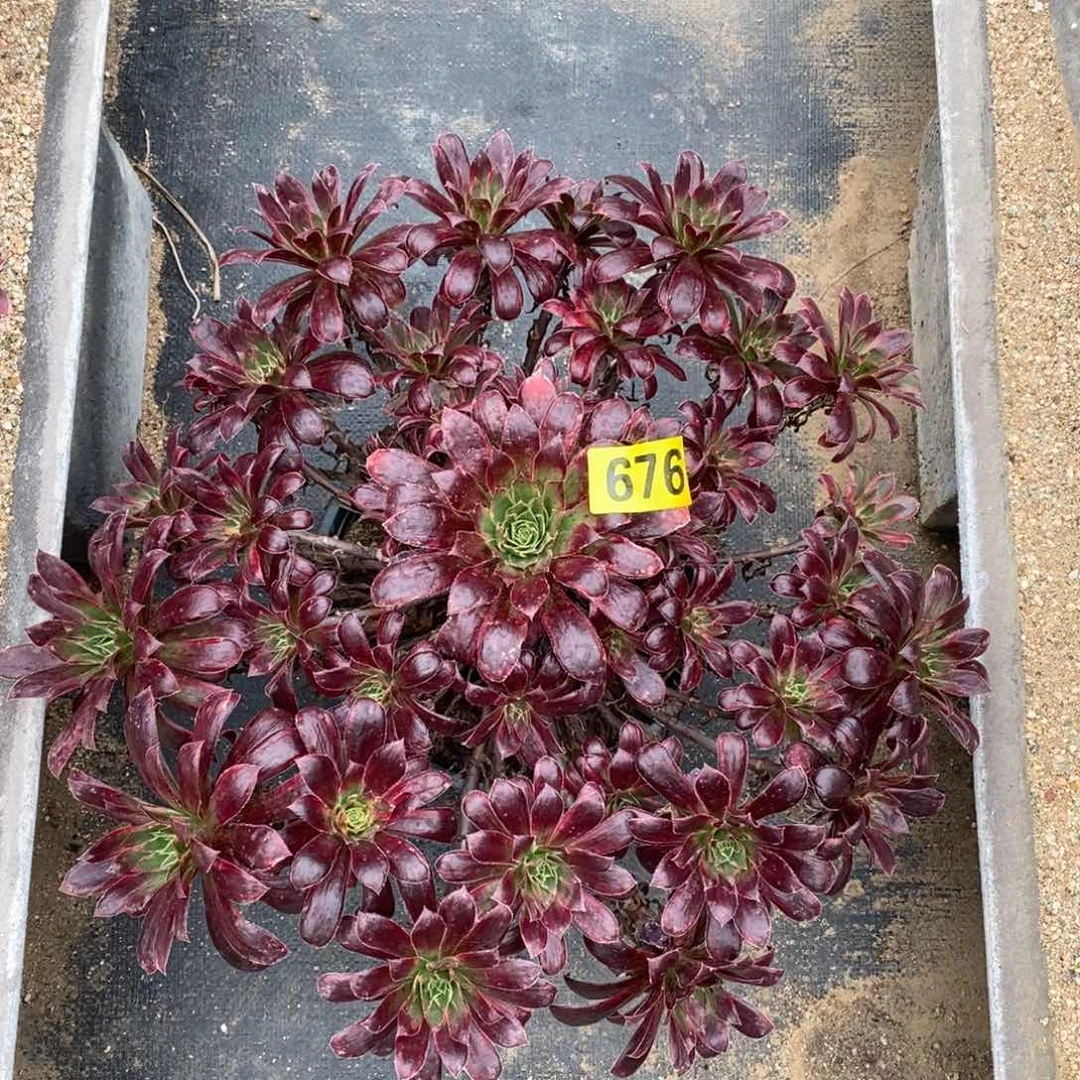 孔雀锦多肉法师676