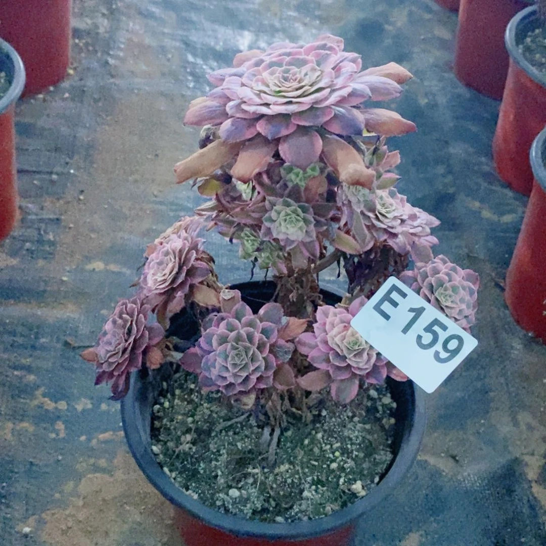 红通白多肉法师159