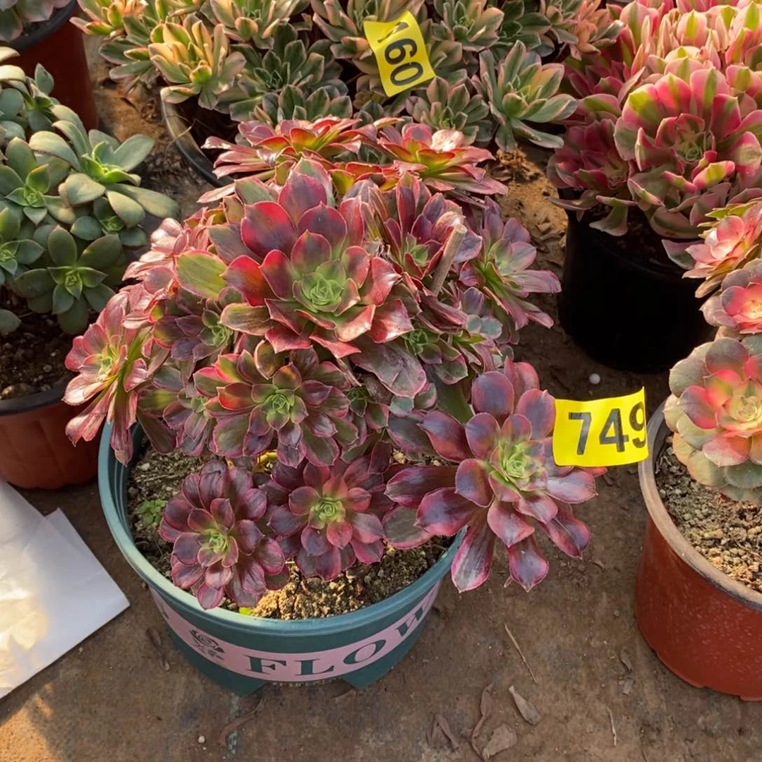 安娜多肉法师749