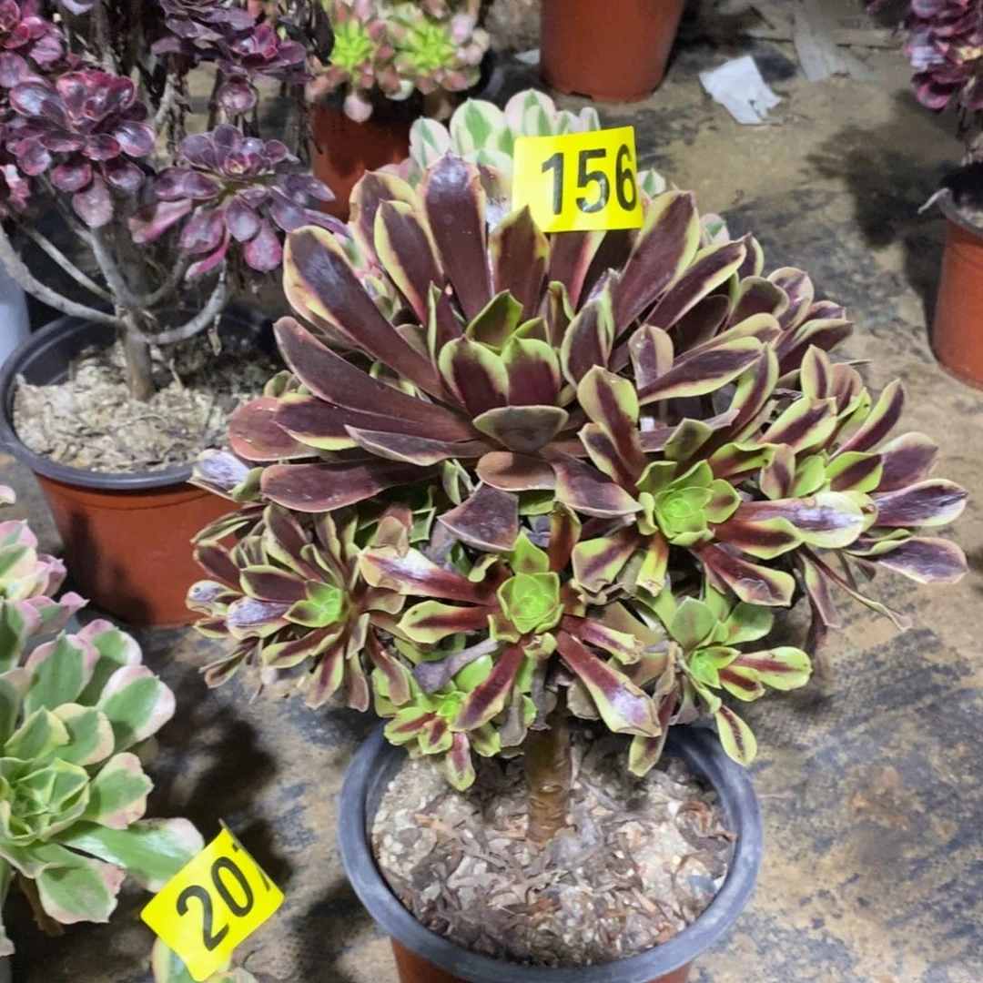 噢佳丽多肉法师156