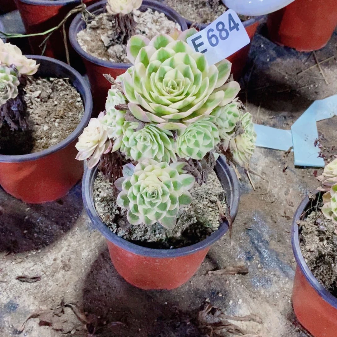荔枝多肉法师684