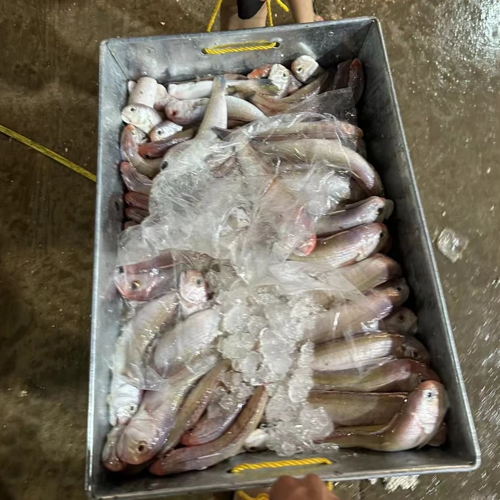新鲜本港海捕马头鱼【直播间专享】