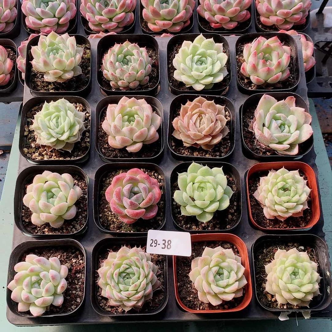 29-38一物一拍带盆16颗