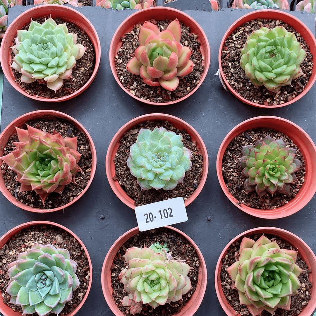 20-102 一物一拍带盆土