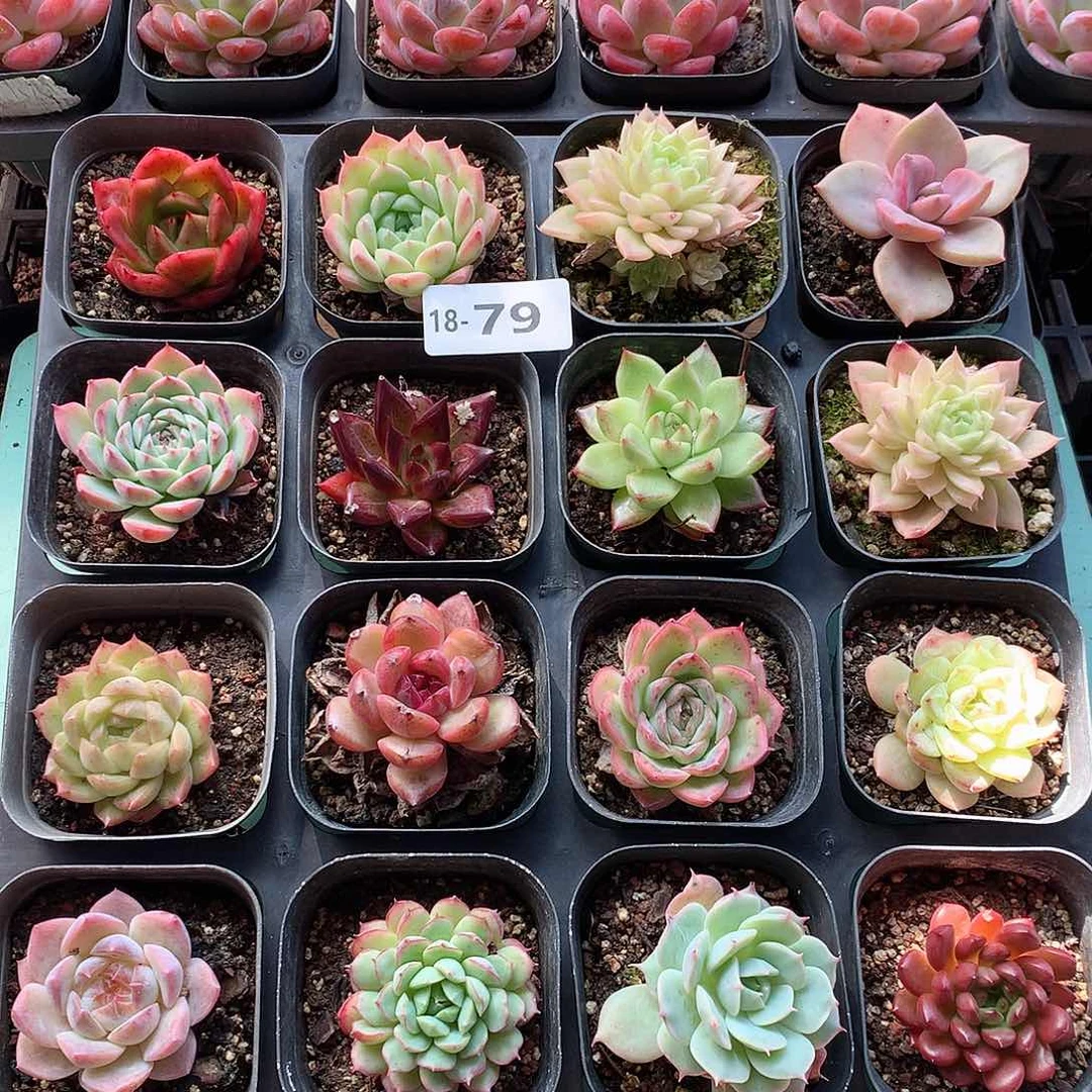 18-79一物一拍含盆16颗