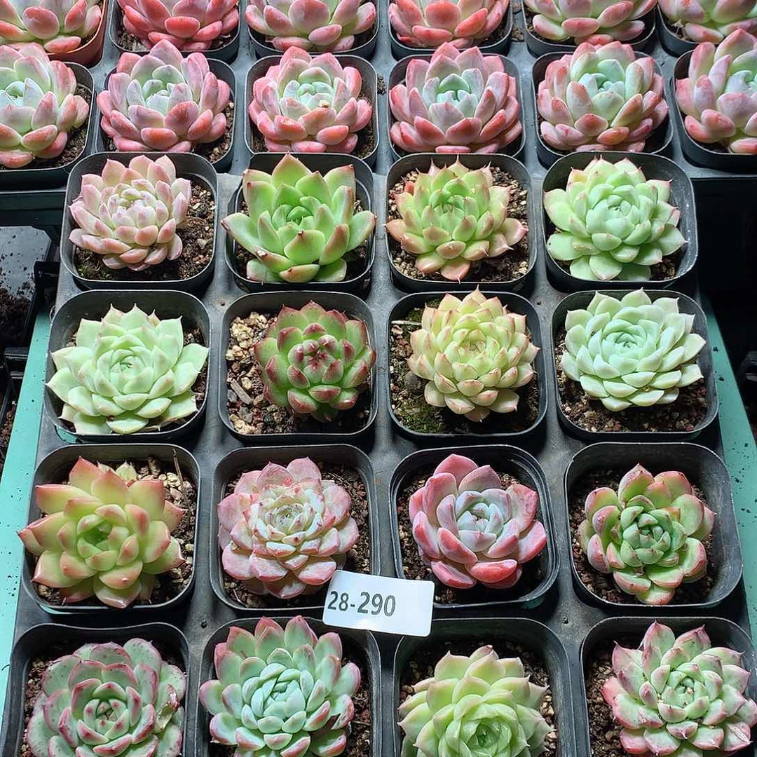 28-290一物一拍16颗