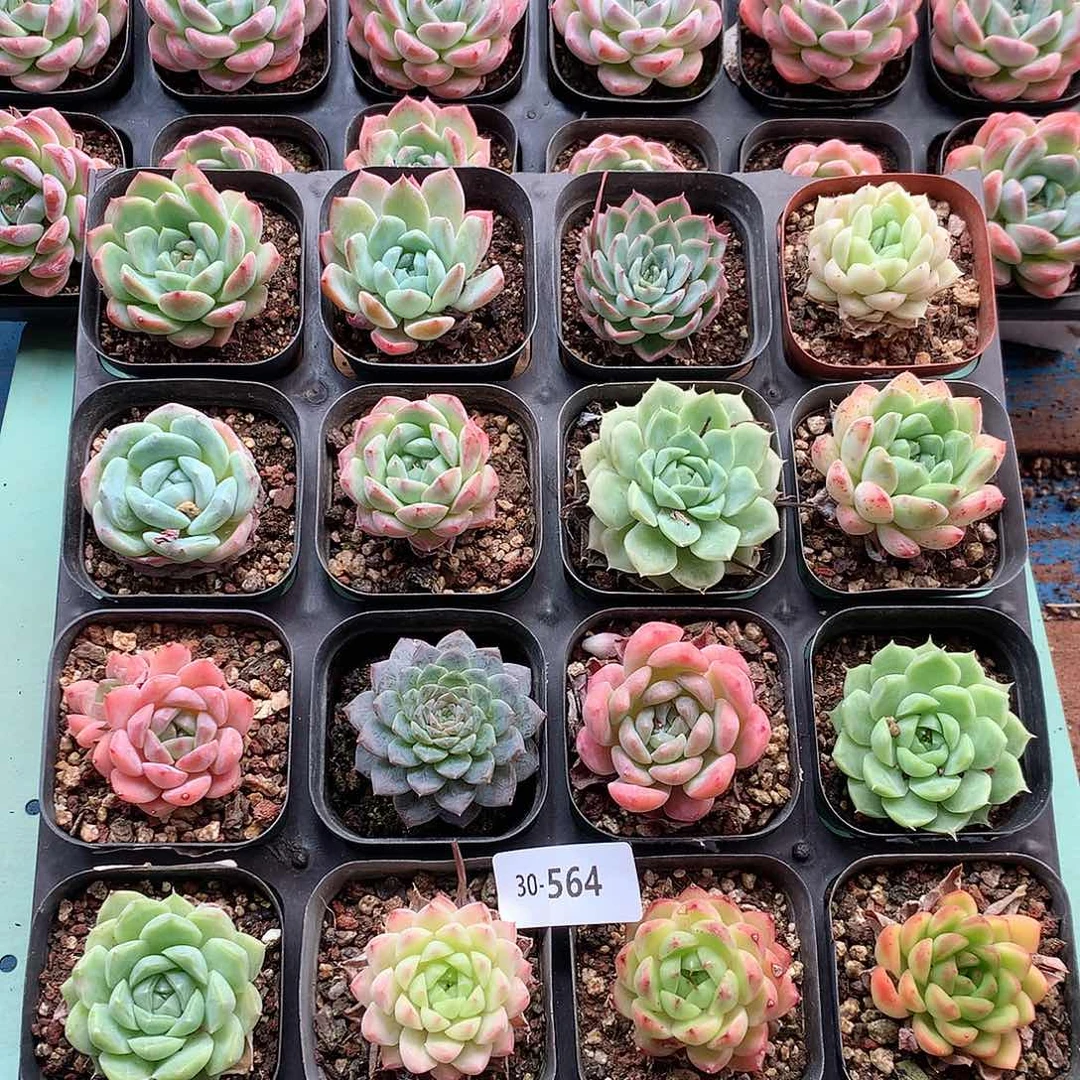 30-564一物一拍带盆土16颗