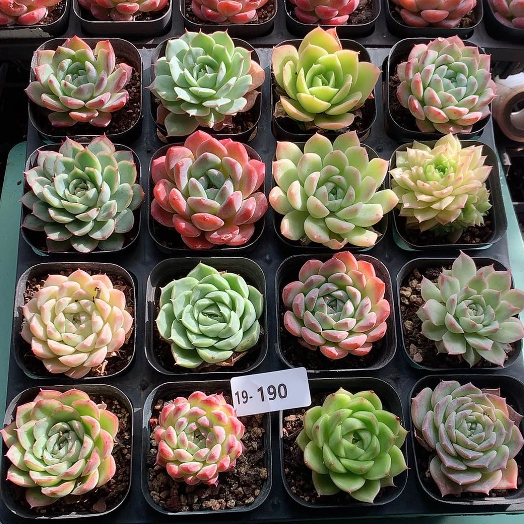 19-190一物一拍带盆16颗