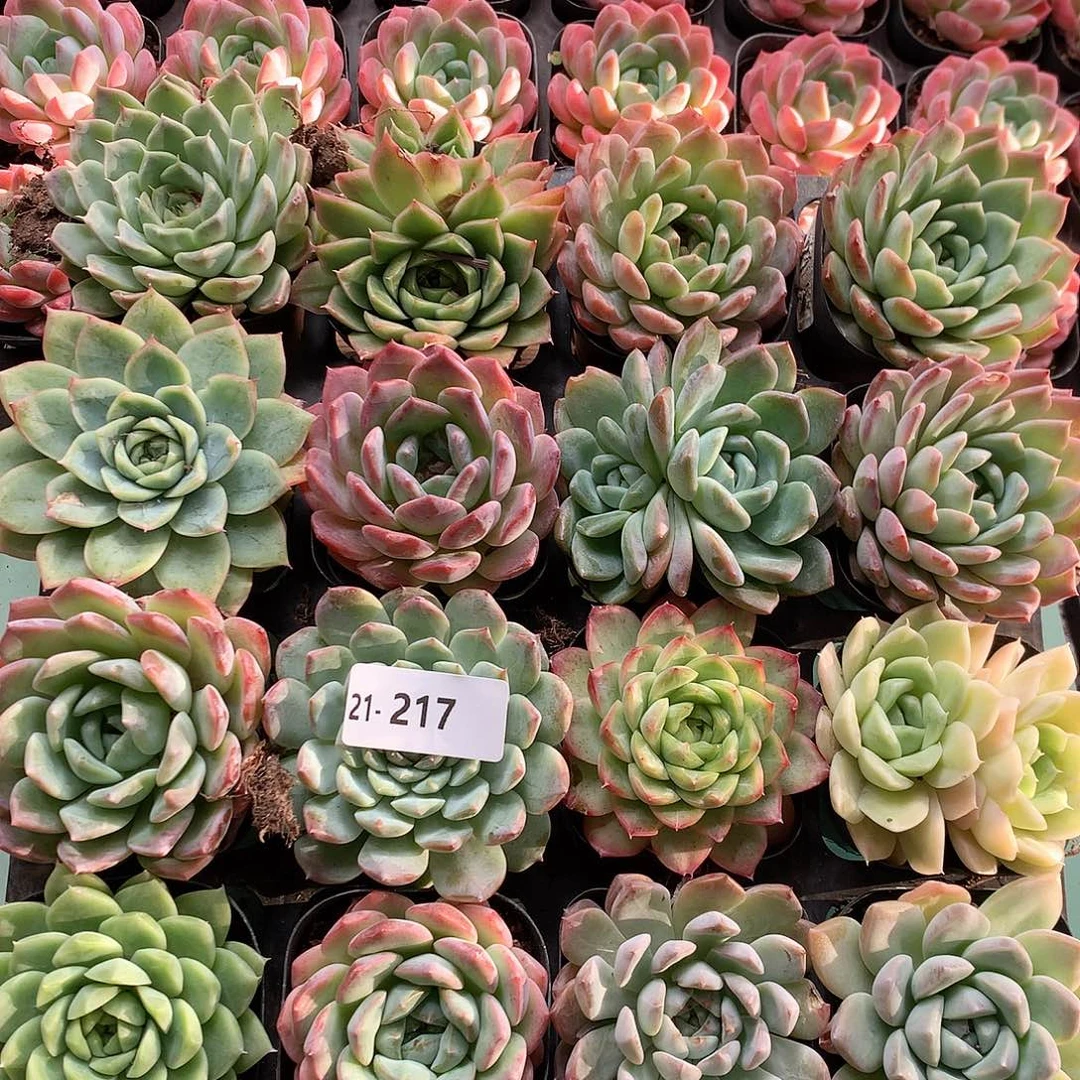 21-217一物一拍带盆16颗