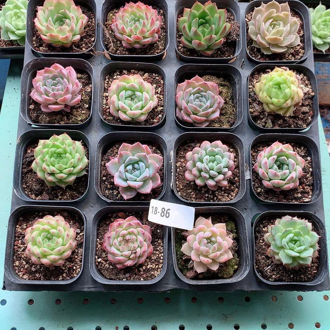 18-86一物一拍带盆16颗