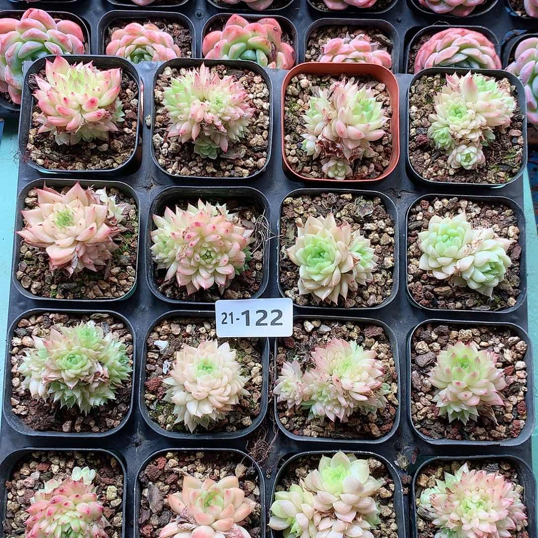 21-122 一物一拍带盆土