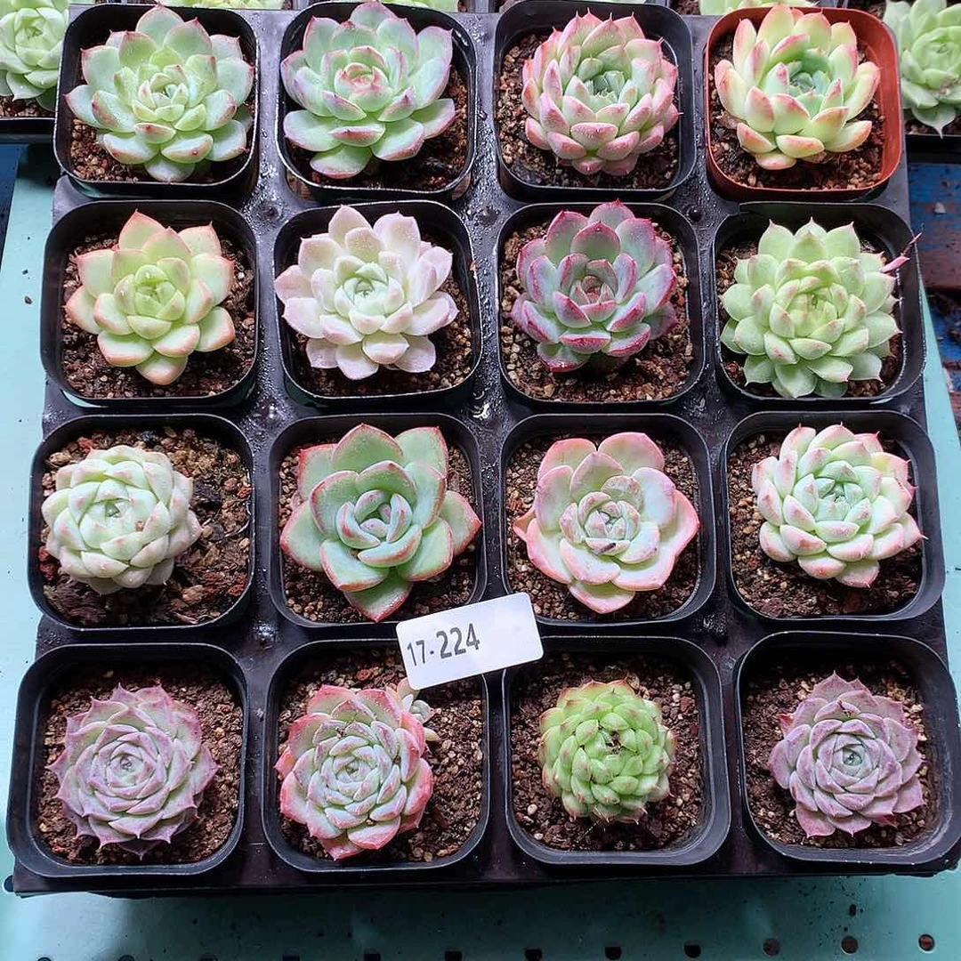 17-224一物一拍带盆16颗