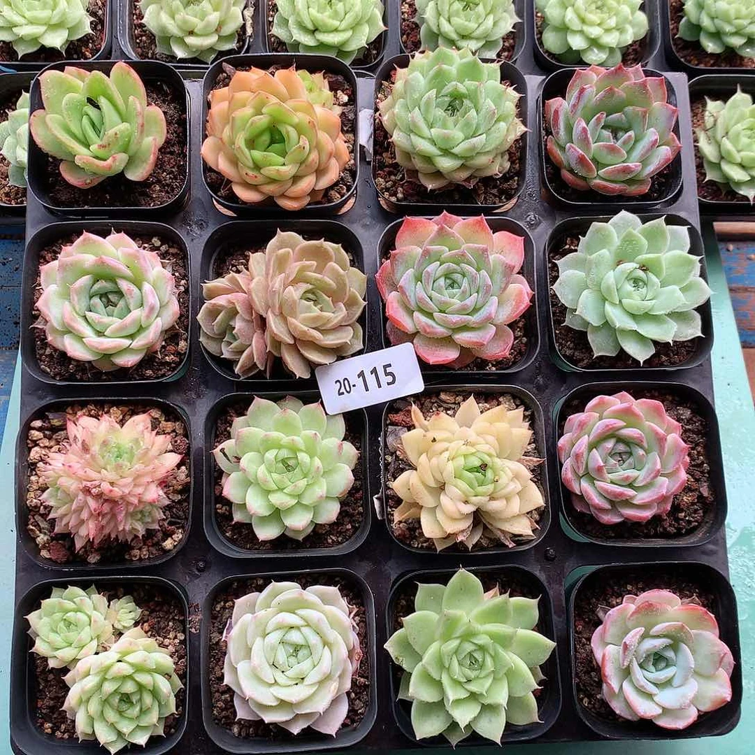 20-115 一物一拍带盆16颗