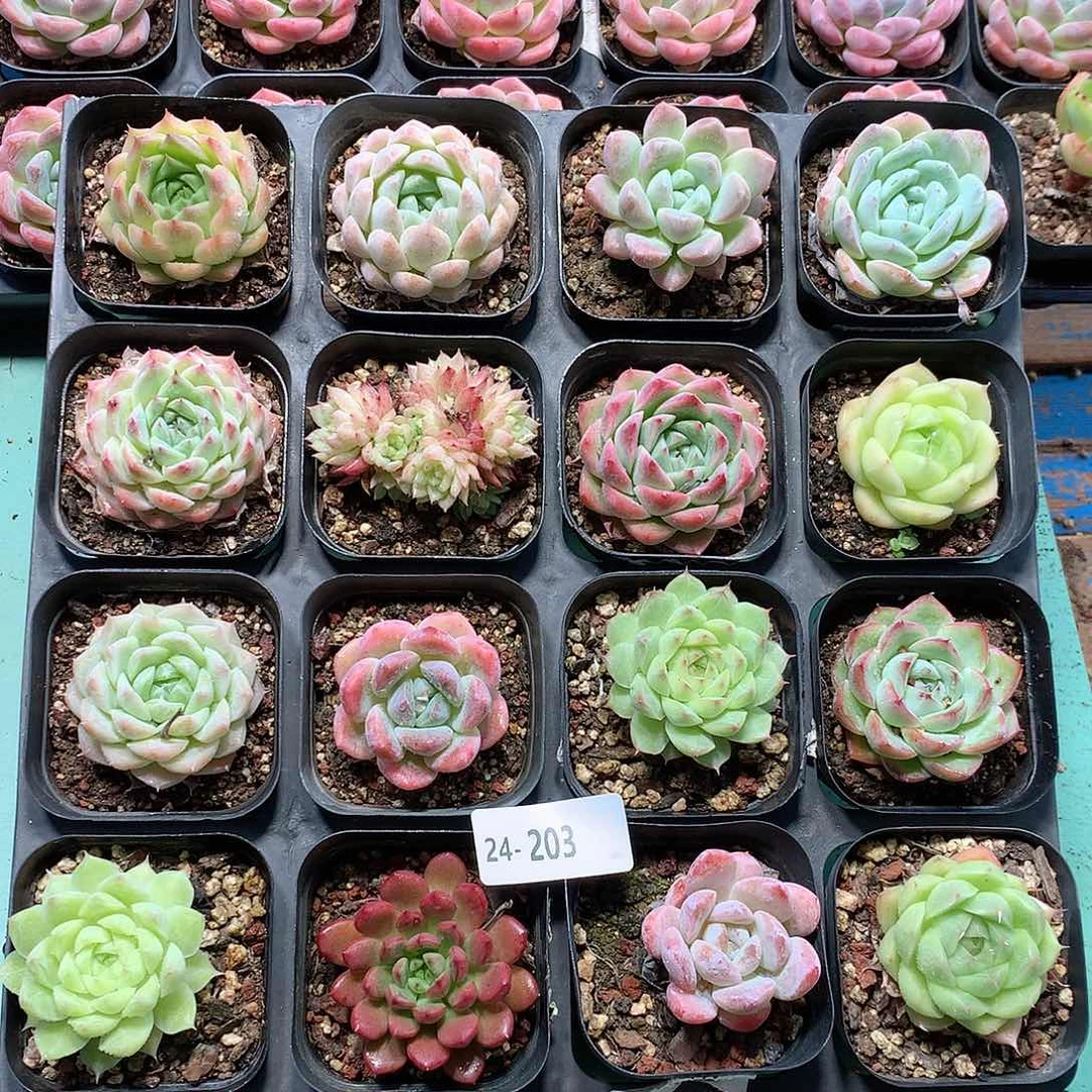 24-203一物一拍带盆16颗