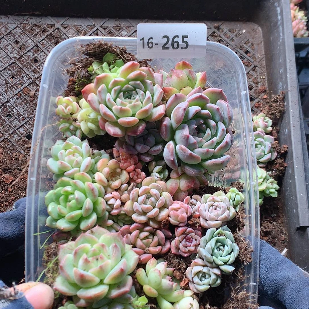 16-265一物一拍切糕