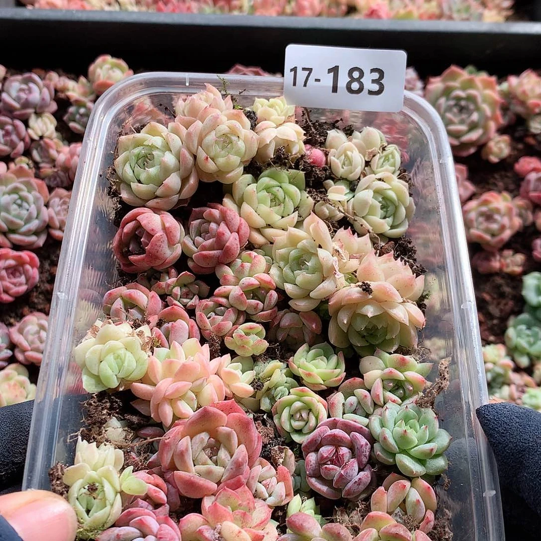 17-183一物一拍切糕