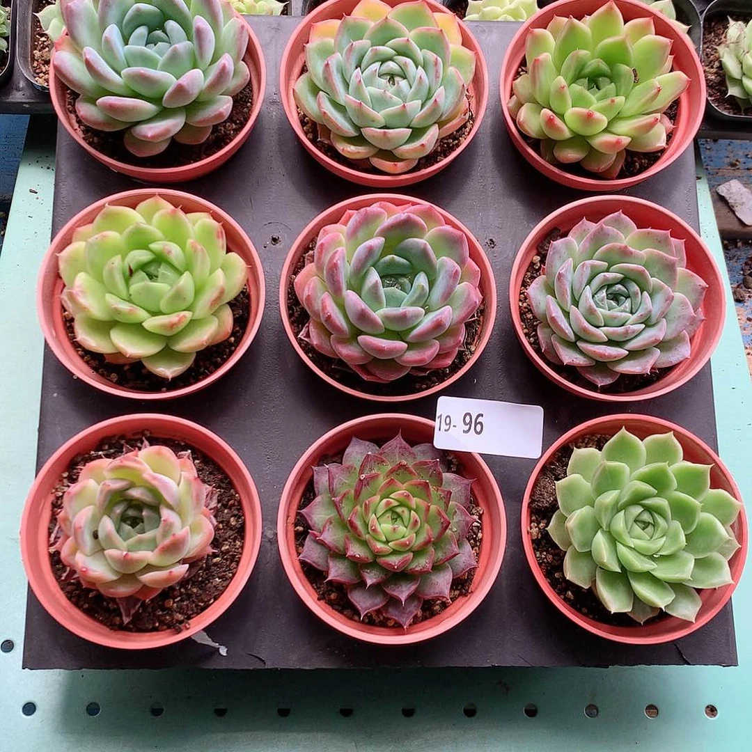 19-96一物一拍带盆9颗