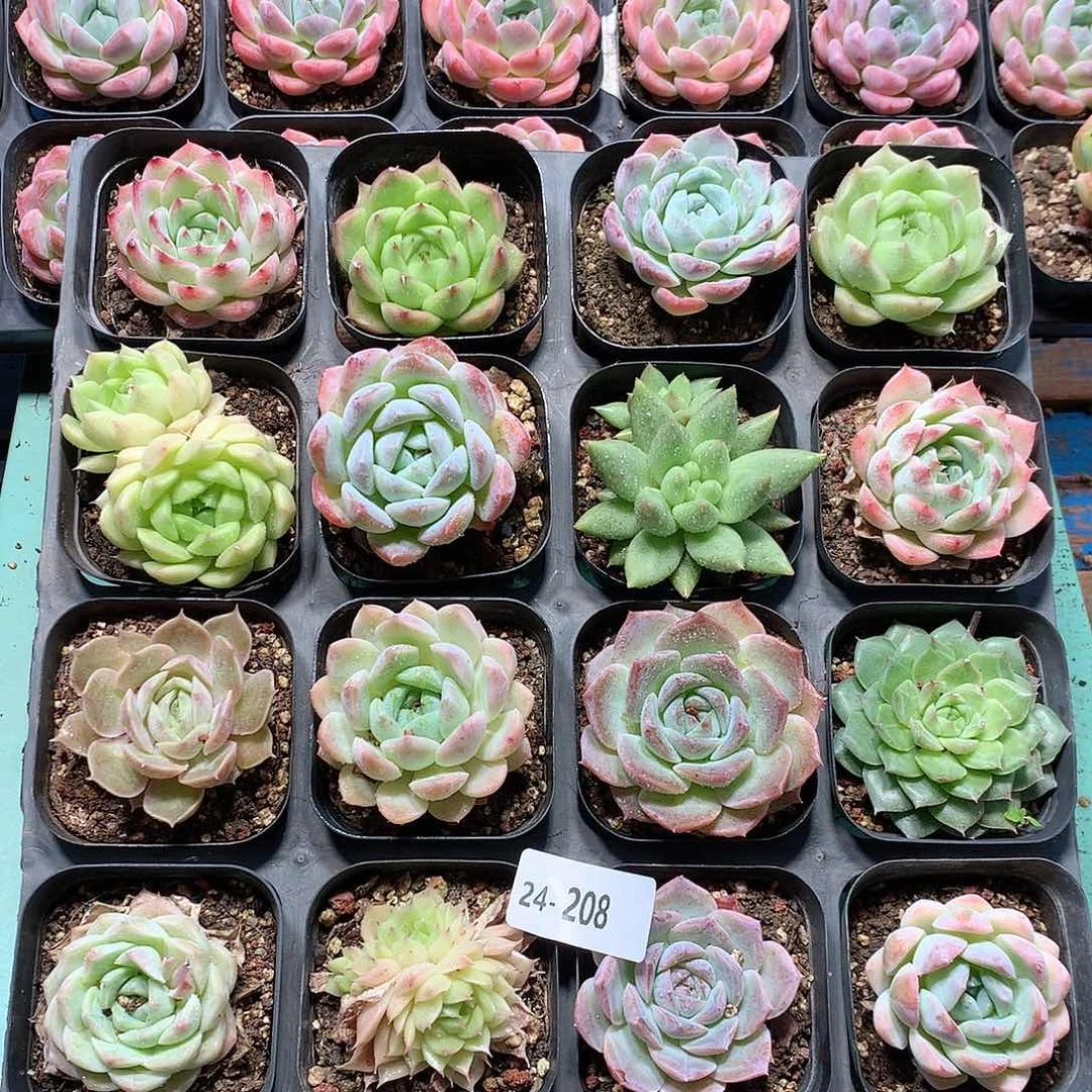24-208一物一拍带盆16颗