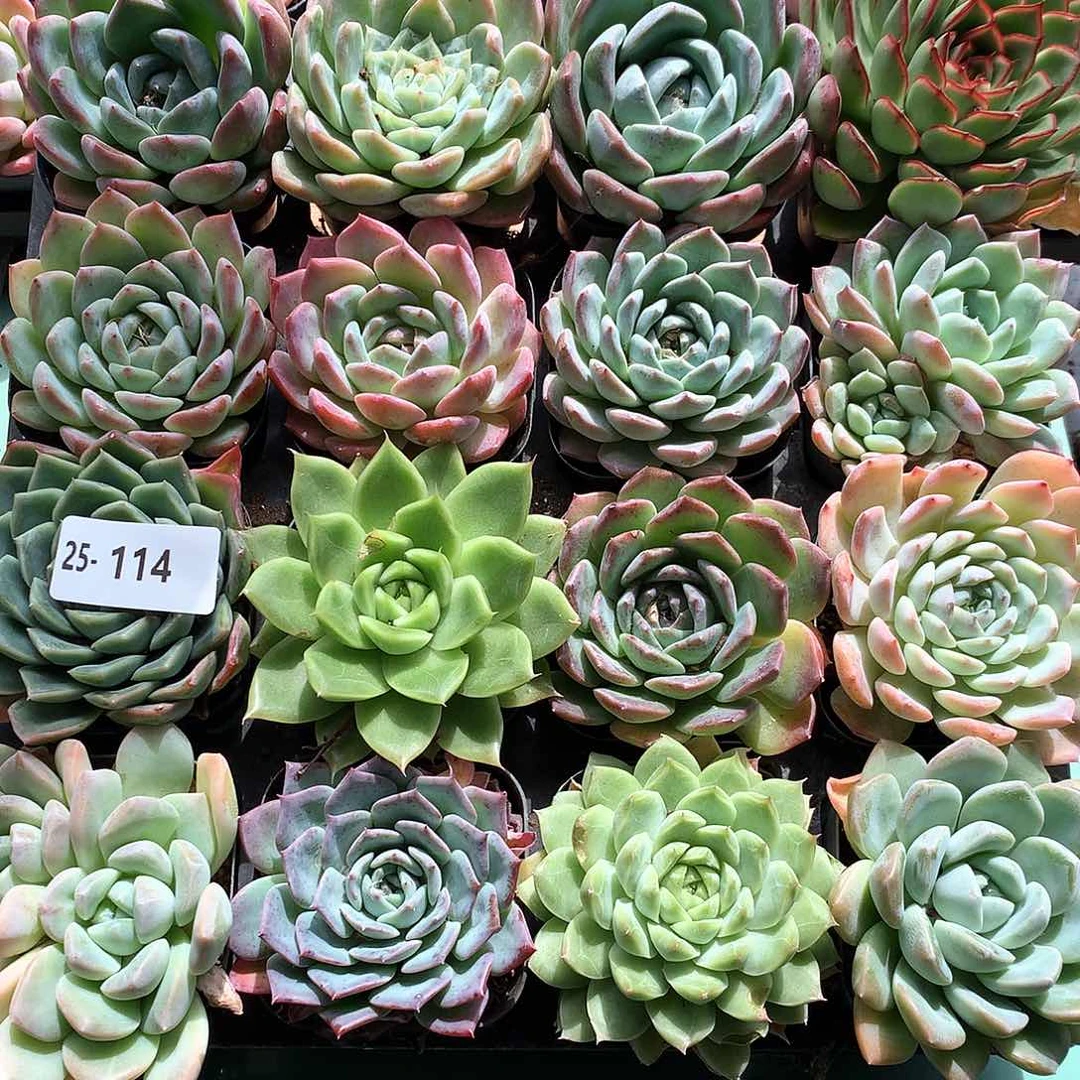 25-114一物一拍带盆16颗