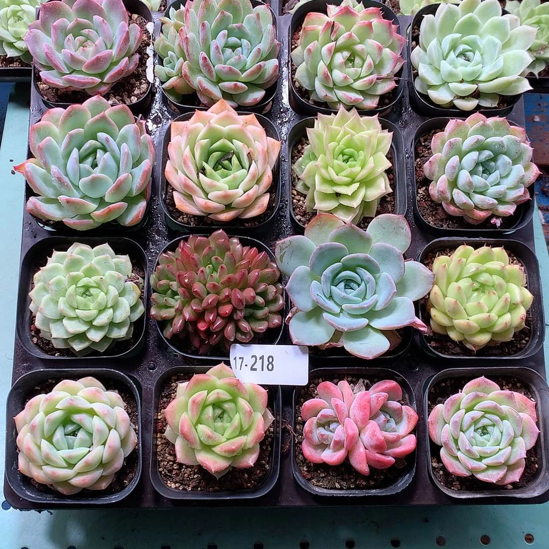 17-218一物一拍带盆16颗