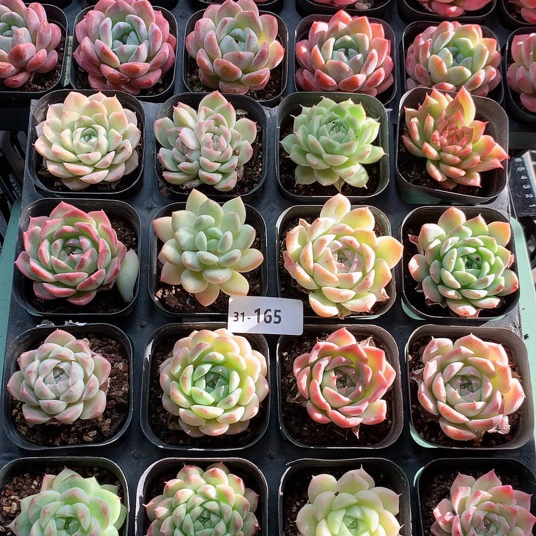 31-165一物一拍带盆16颗