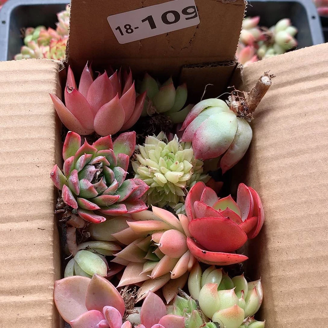 18-109一物一拍脱土20-30颗