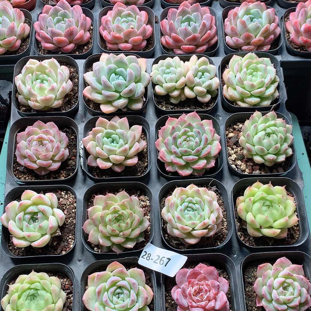 28-267一物一拍16颗