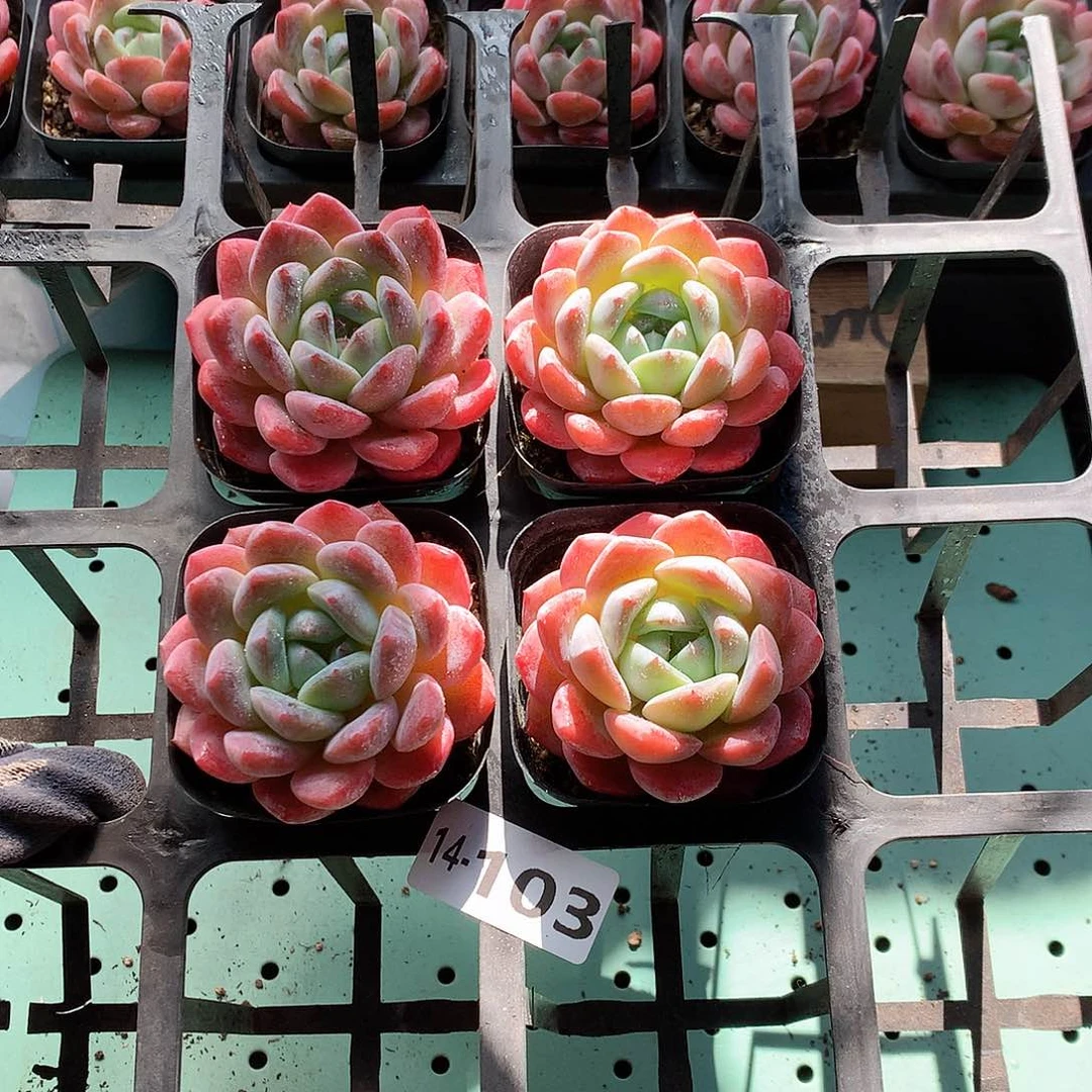 14-103一物一拍带盆4颗