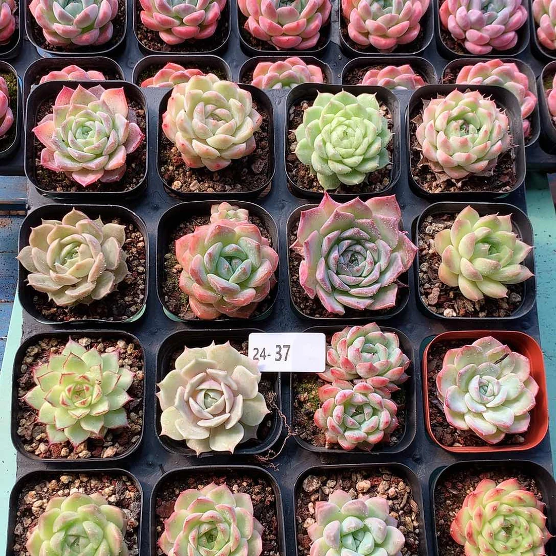 24–37一物一拍带盆16颗
