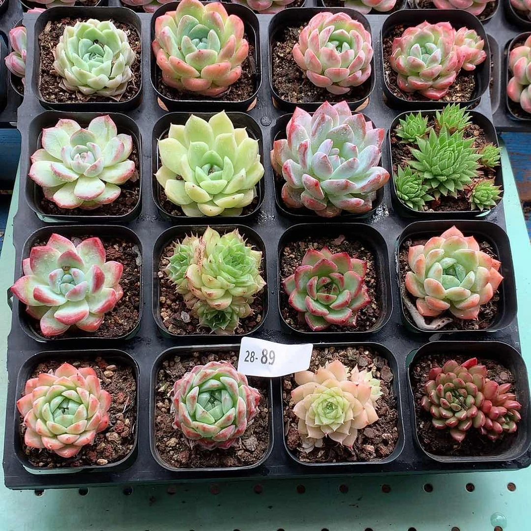 28-89一物一拍带盆16颗