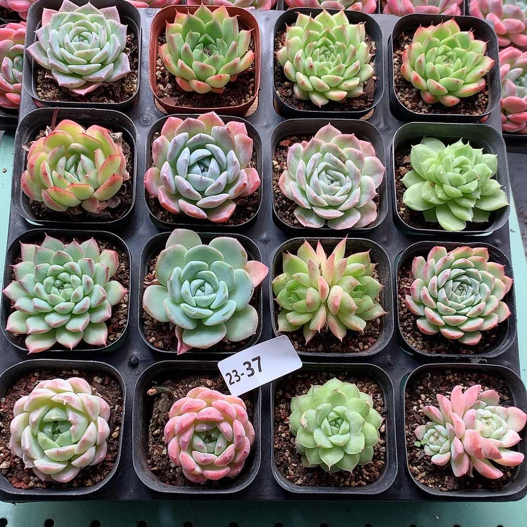 23-37一物一拍带盆16颗