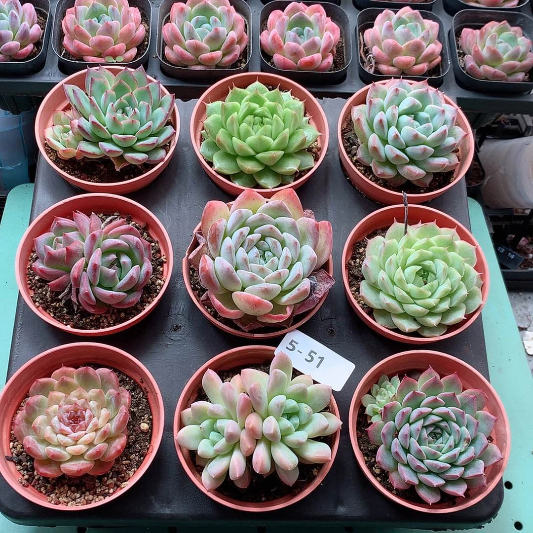 5-51一物一拍带盆9颗