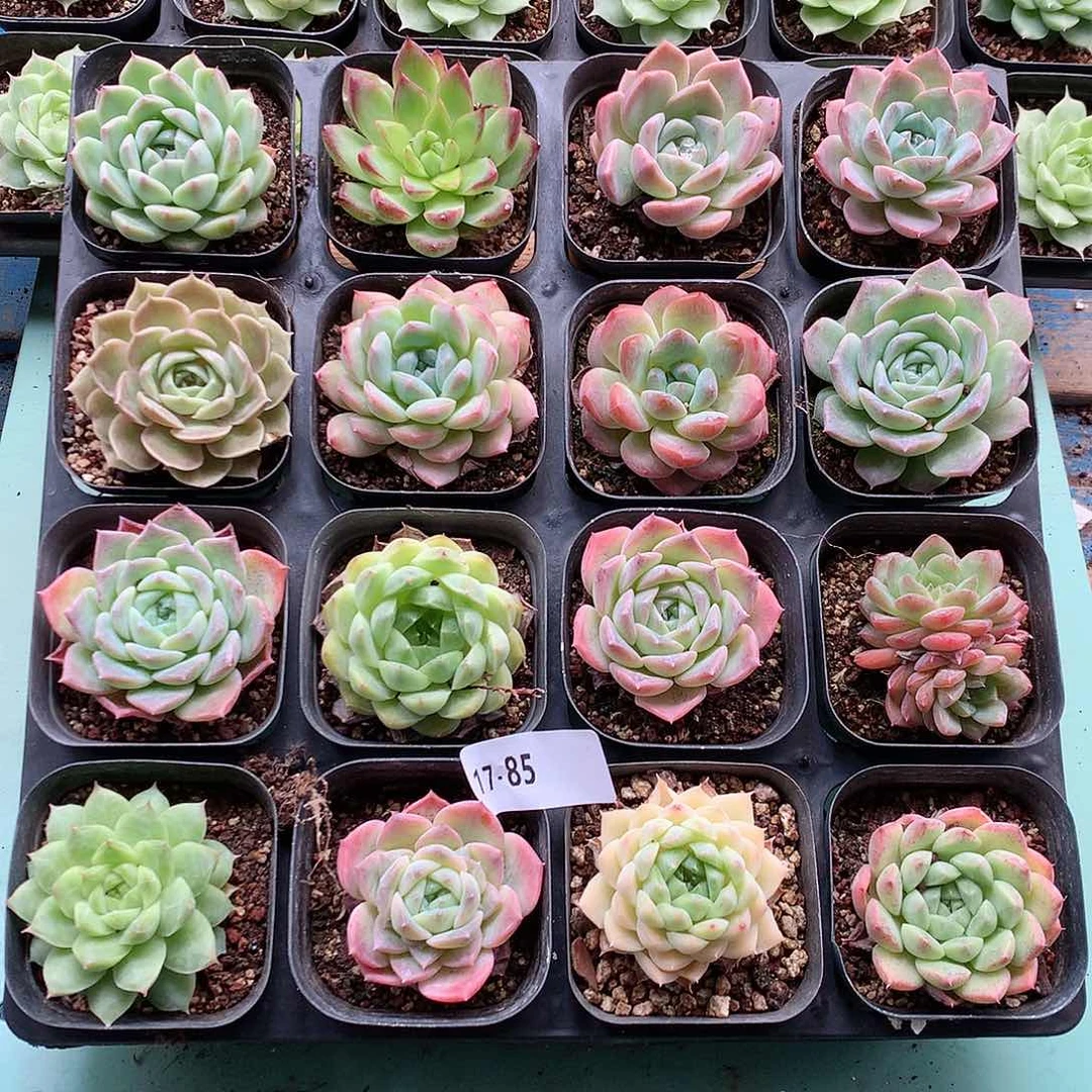 17-85一物一拍带盆16颗