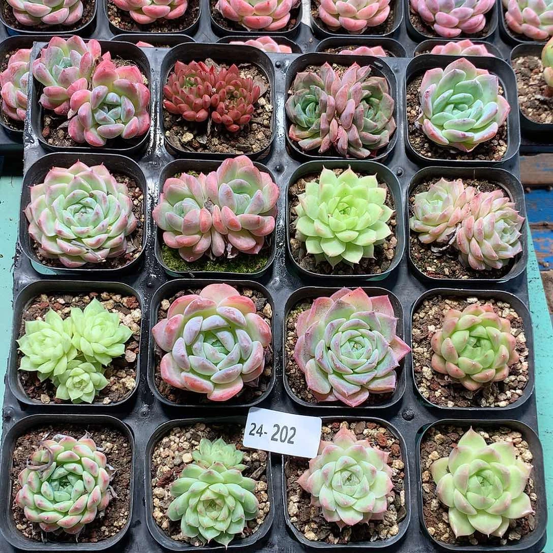 24-202一物一拍带盆16颗