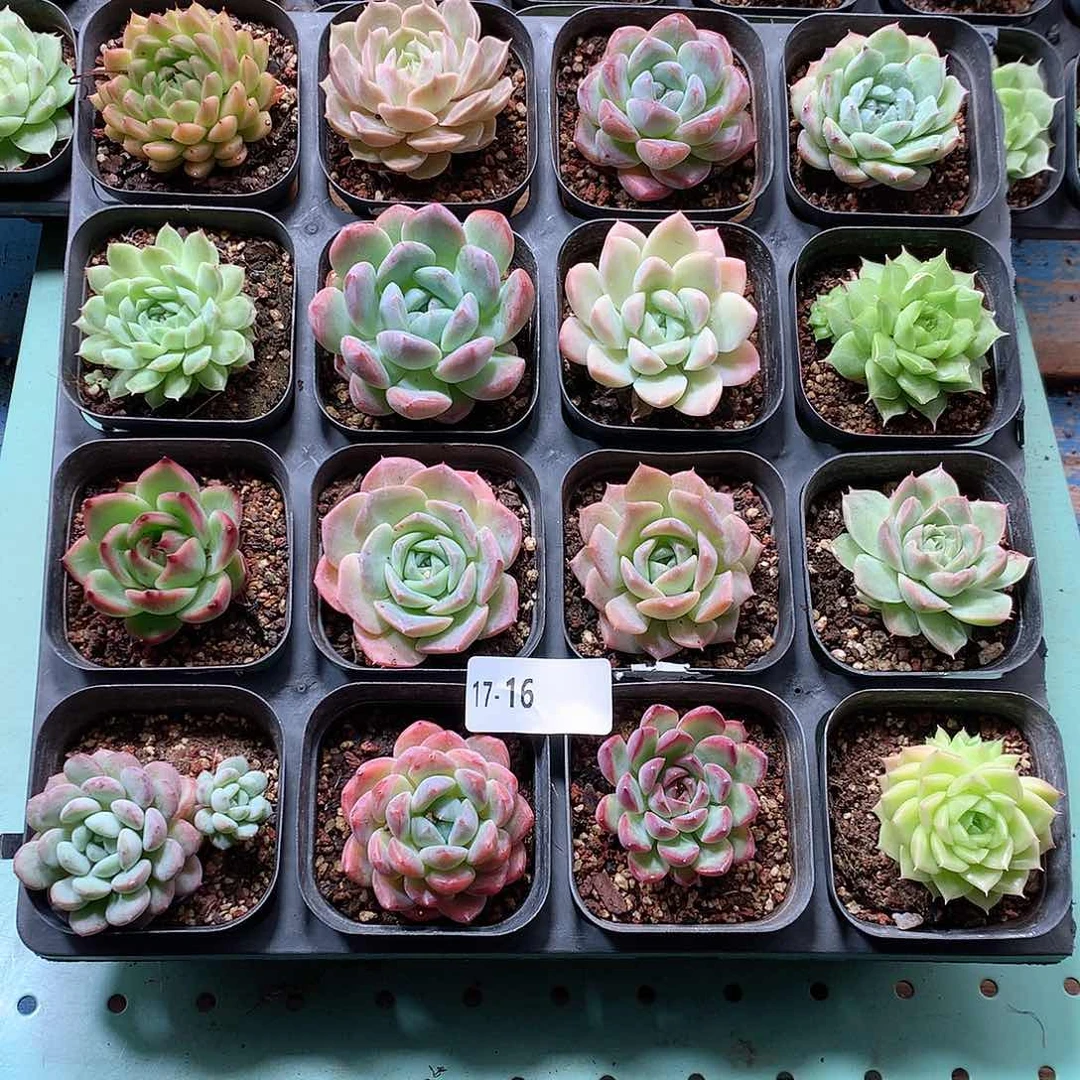 17-16一物一拍带盆16颗