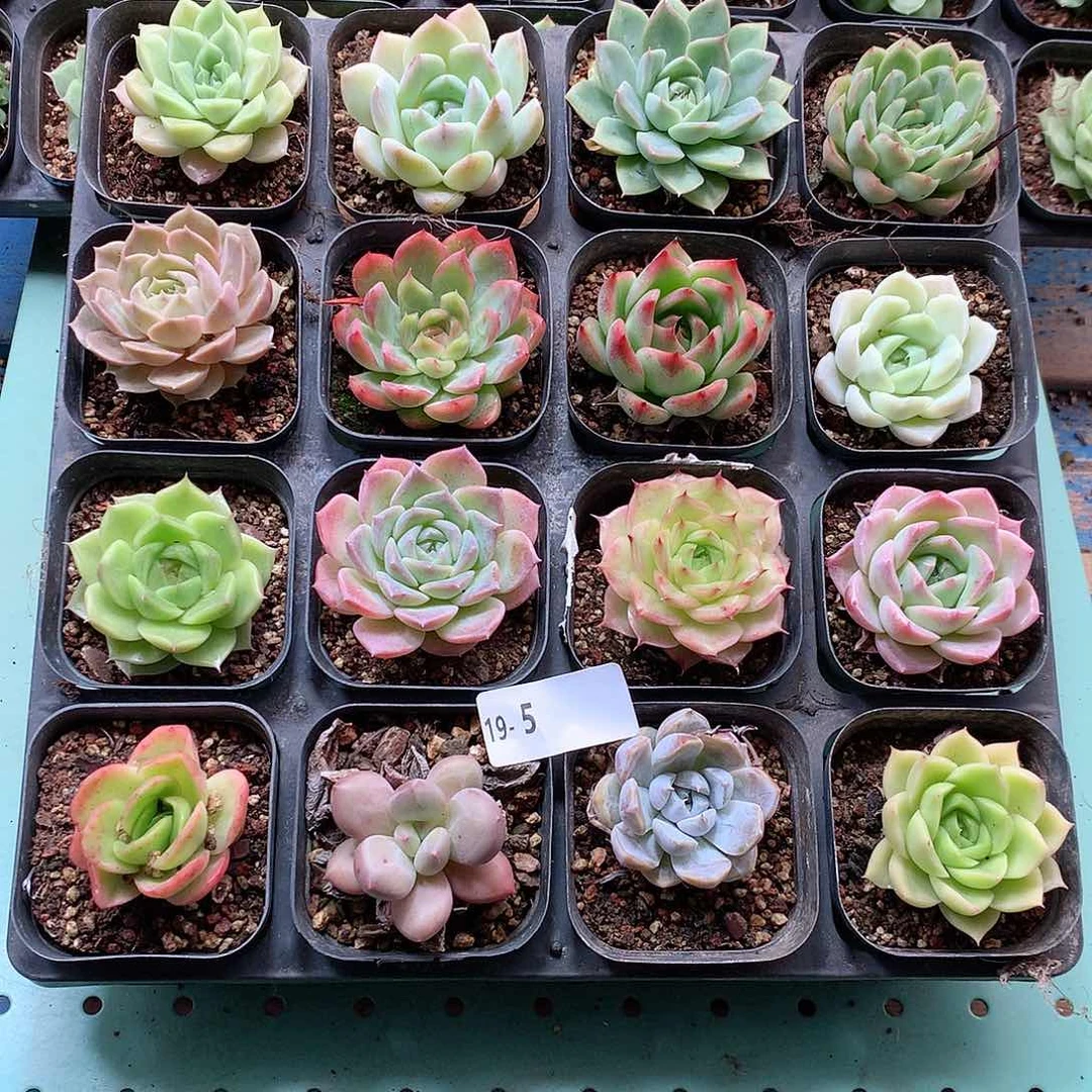 19-5一物一拍带盆16颗