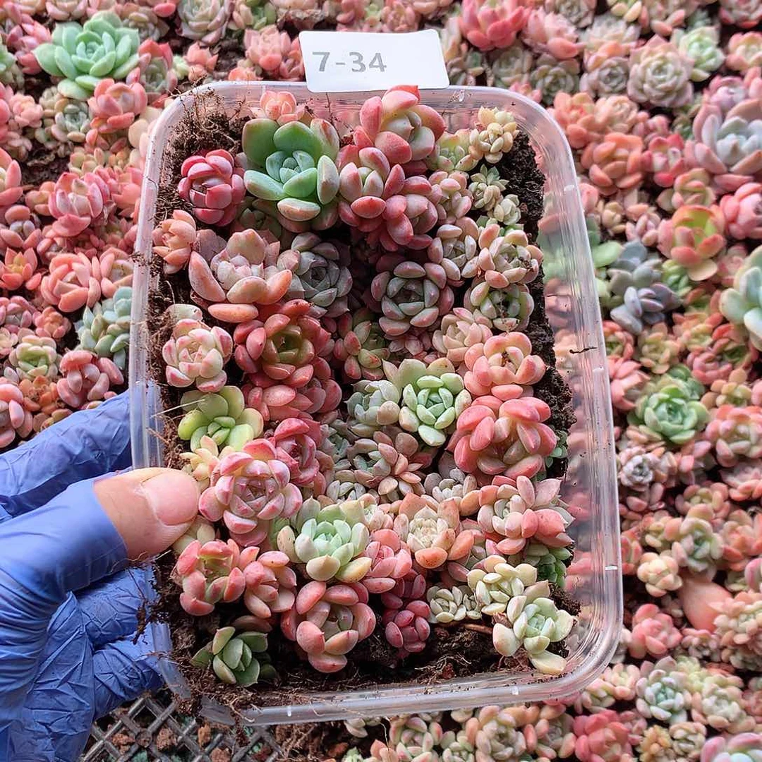 7-34一物一拍切糕