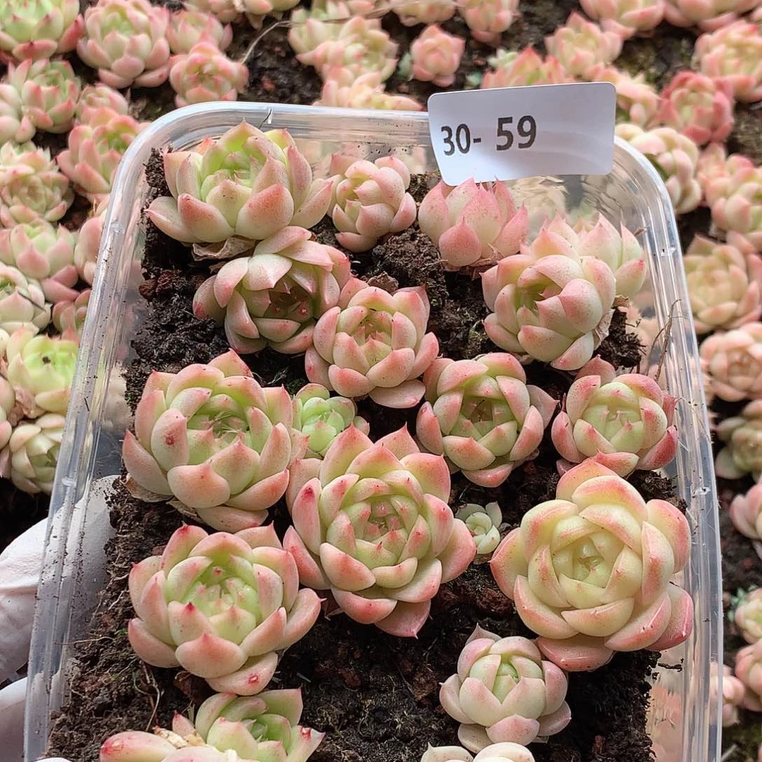 30-59一物一拍切糕