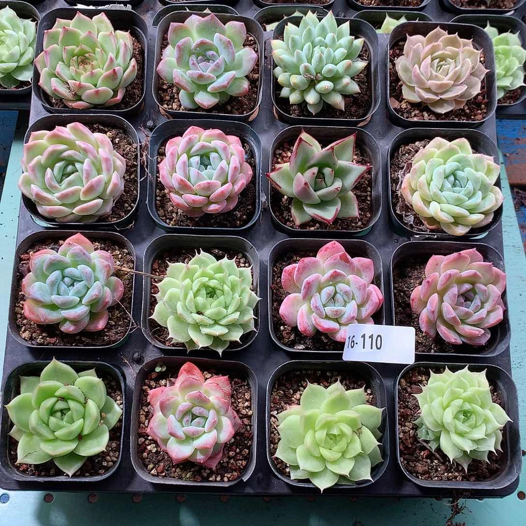 16-110一物一拍带盆16颗