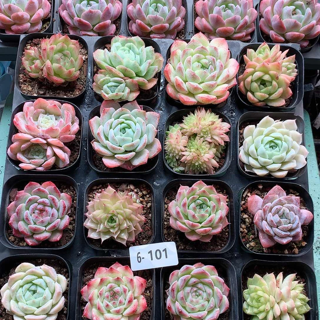 6-101一物一拍带盆16颗