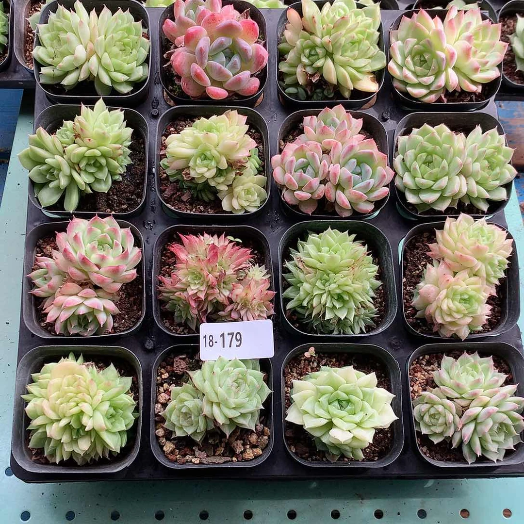 18-179一物一拍带盆16颗