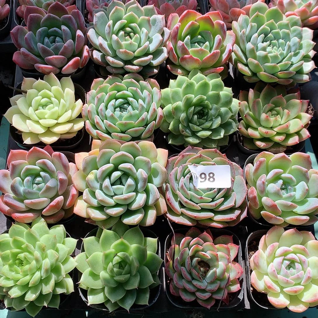 17-98一物一拍带盆16颗