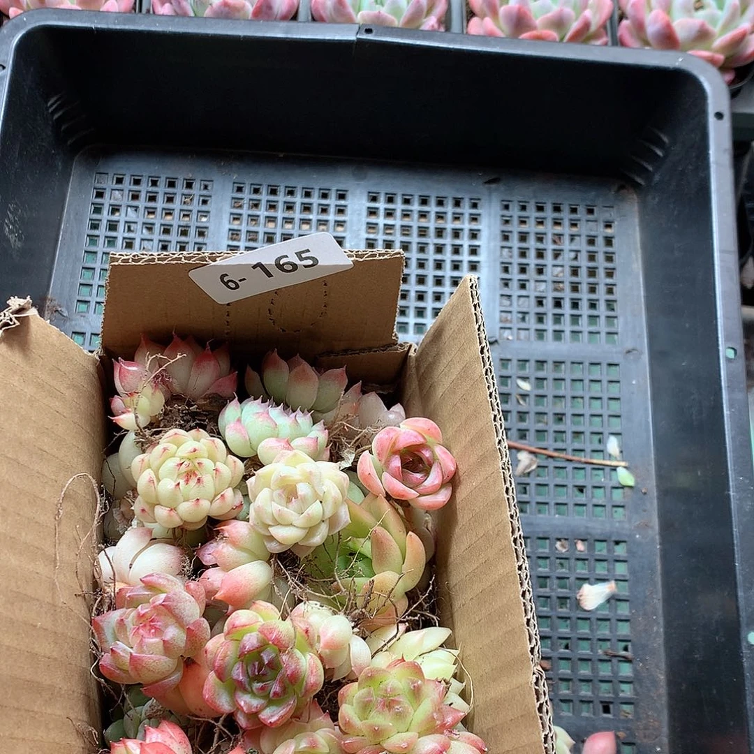 6-165一物一拍脱土20-30颗