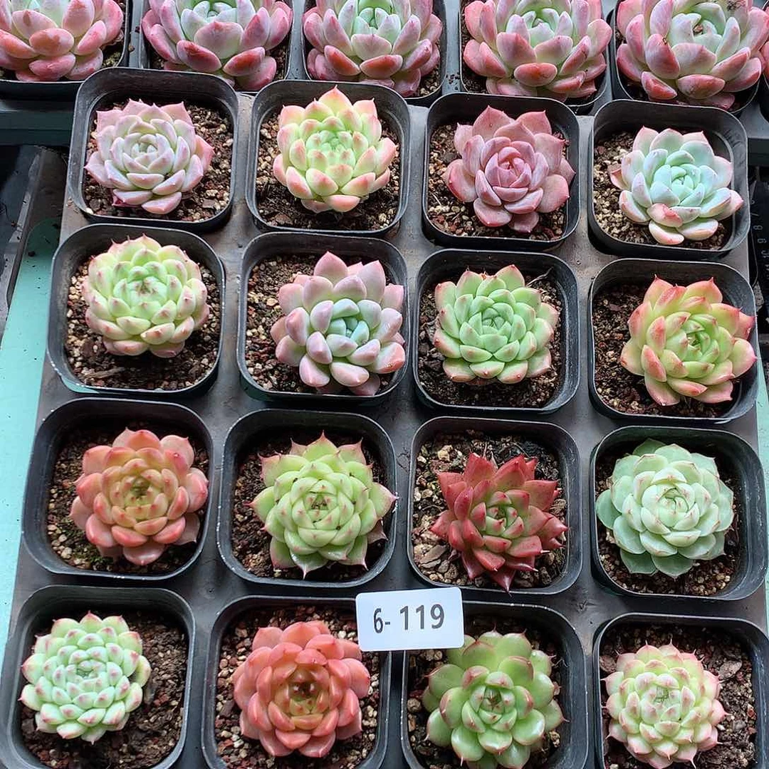 6-119一物一拍带盆16颗