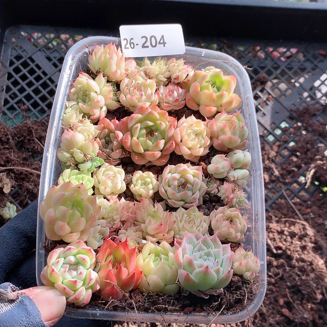 26-204一物一拍切糕