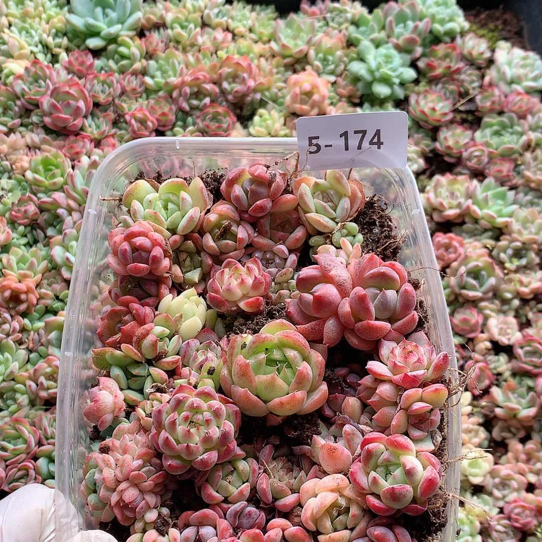 5-174一物一拍切糕