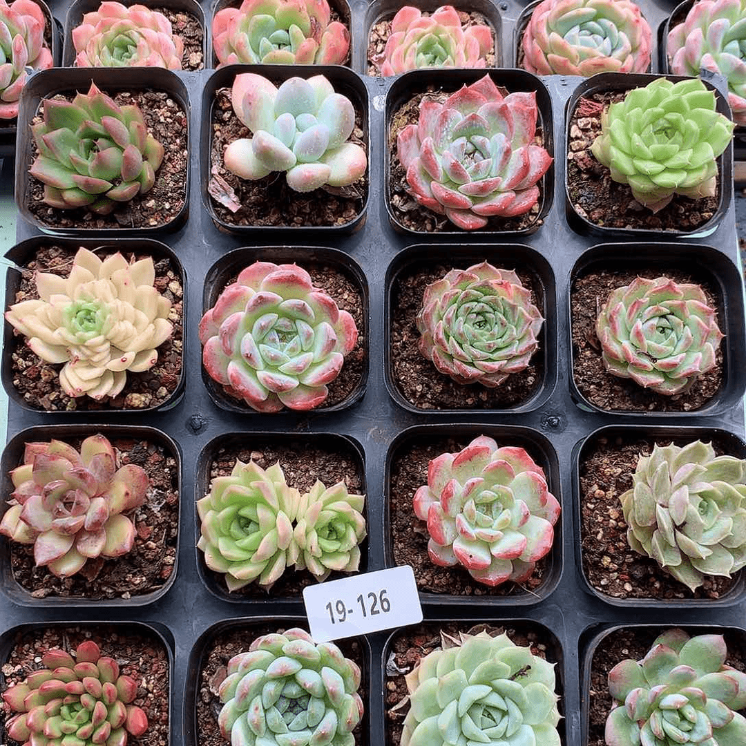 19-126 一物一拍带盆土