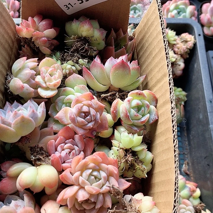 31-39一物一拍脱土20-30颗